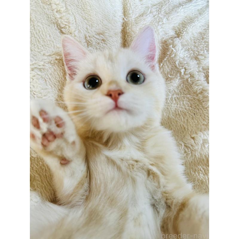 販売中の千葉県のミヌエット-124771