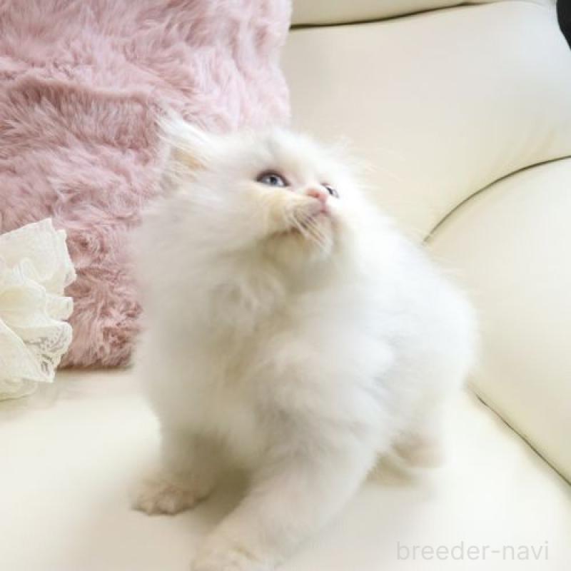 成約済の広島県のミヌエット-127730の2枚目