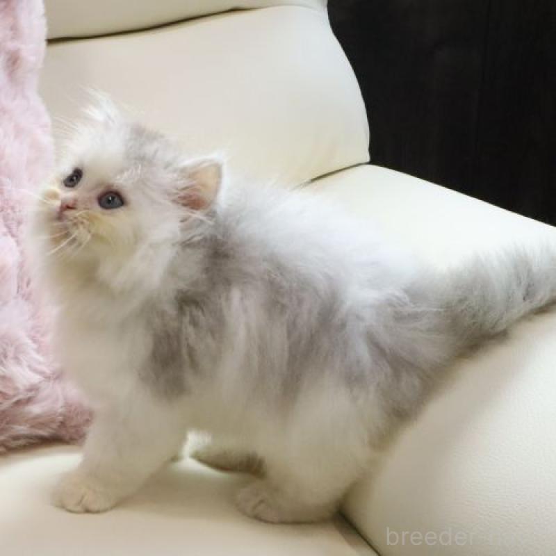 成約済の広島県のミヌエット-127730の3枚目