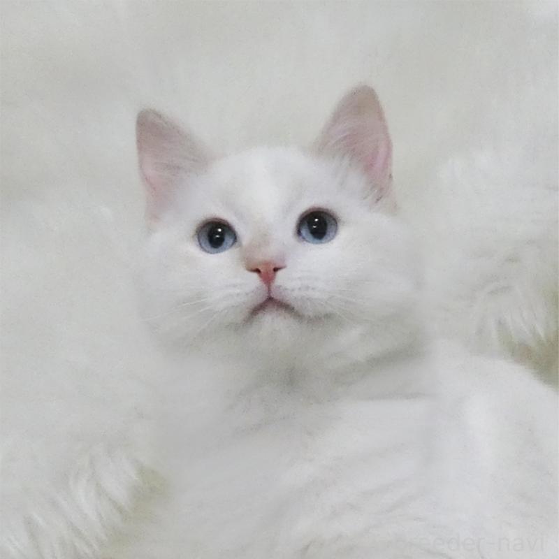 販売中の茨城県のラグドール-129769の1枚目