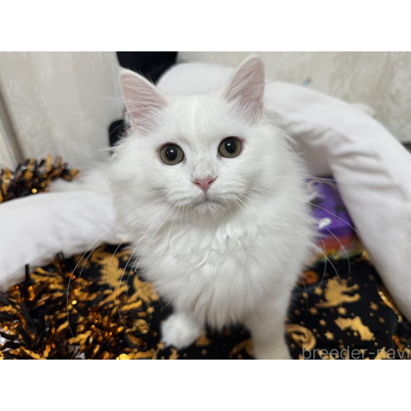 成約済の千葉県のミヌエット-122777の3枚目