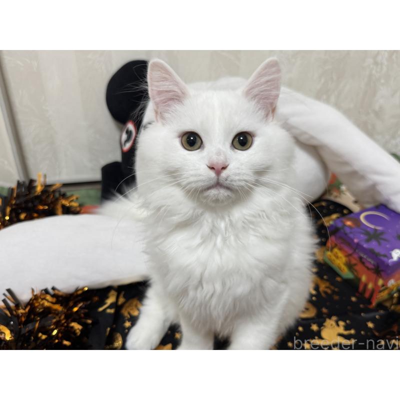 成約済の千葉県のミヌエット-122775の4枚目