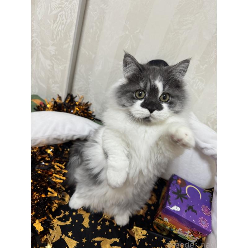 成約済の千葉県のミヌエット(短足)-122116の2枚目