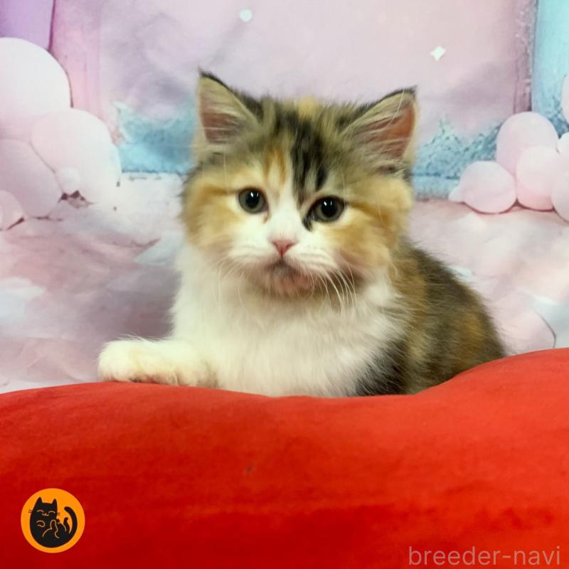 販売中の大阪府のスコティッシュフォールド-127907