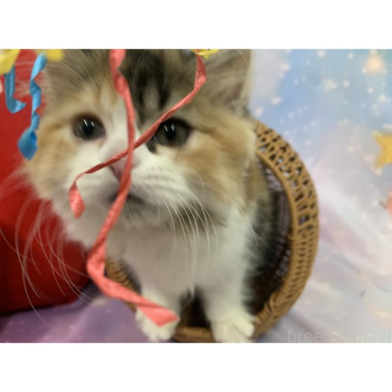 販売中の大阪府のスコティッシュフォールド-127907の2枚目