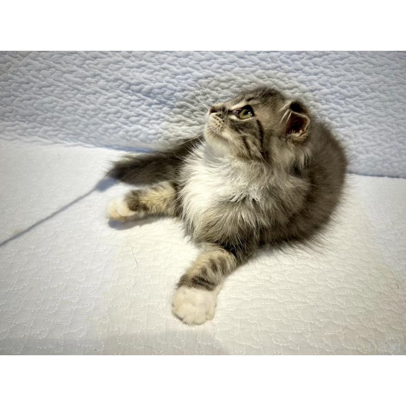販売中の北海道のミックス-129773の3枚目