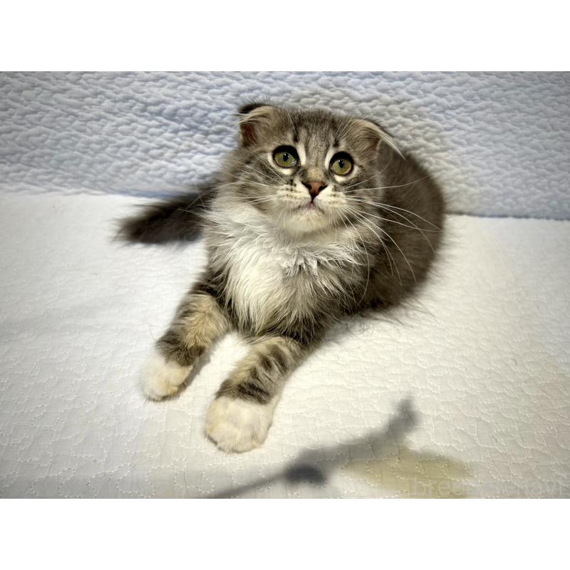 販売中の北海道のミックス-129773の2枚目