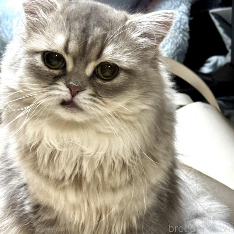 販売中の東京都のミヌエット-114010の2枚目