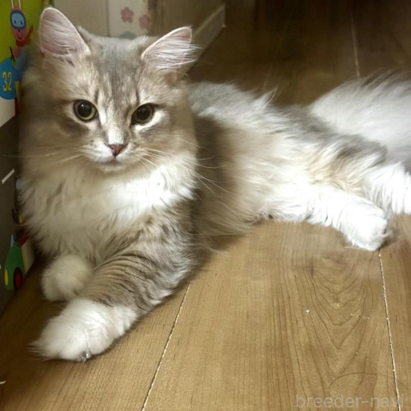 販売中の東京都のミヌエット-114013の2枚目