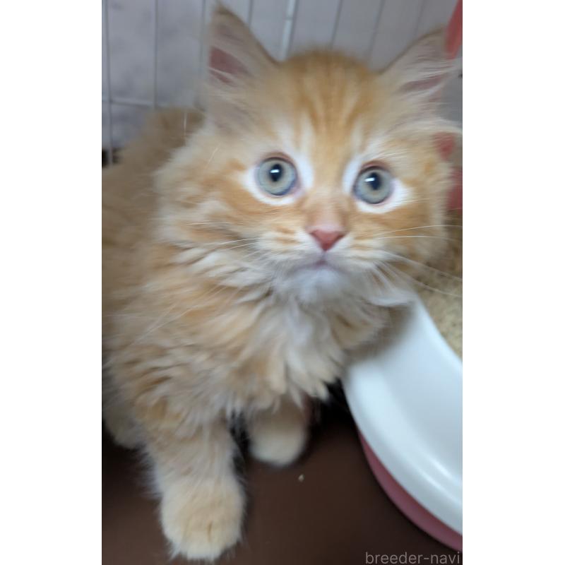 販売中の大阪府のミヌエット-128995の10枚目