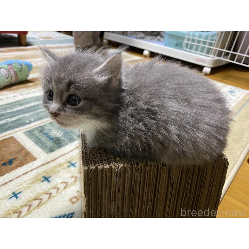 販売中の岡山県のノルウェージャンフォレストキャット-129805の3枚目