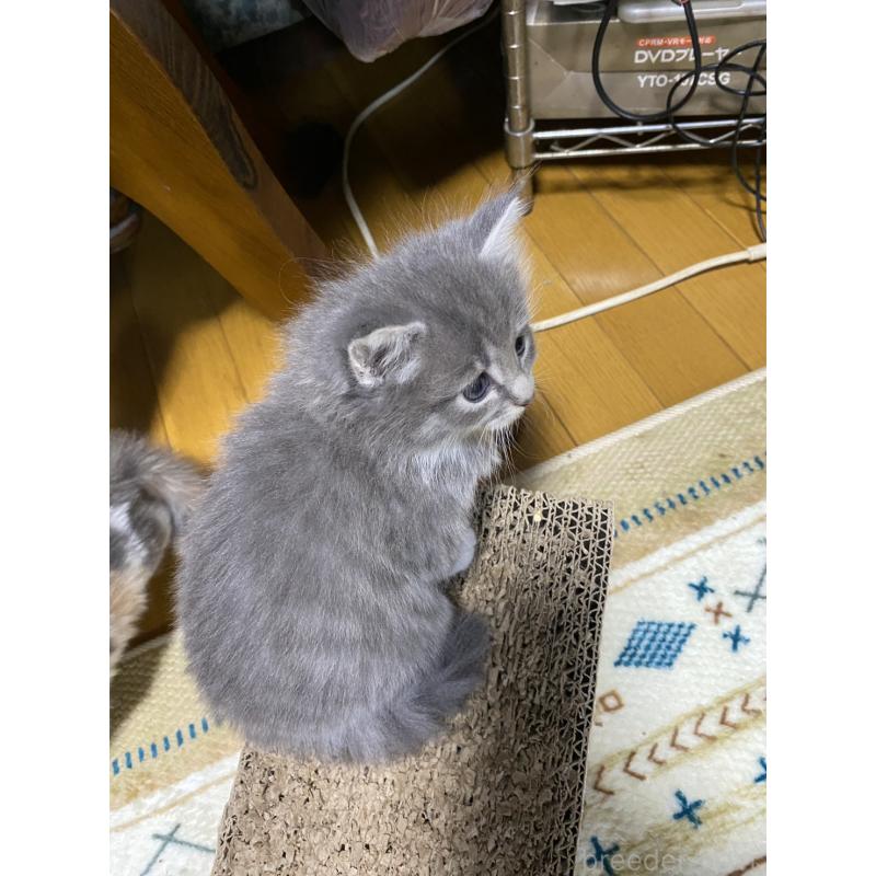 販売中の岡山県のノルウェージャンフォレストキャット-129805の2枚目