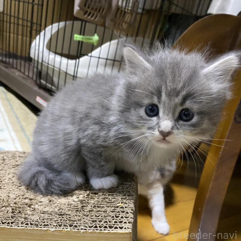 販売中の岡山県のノルウェージャンフォレストキャット-129805の1枚目