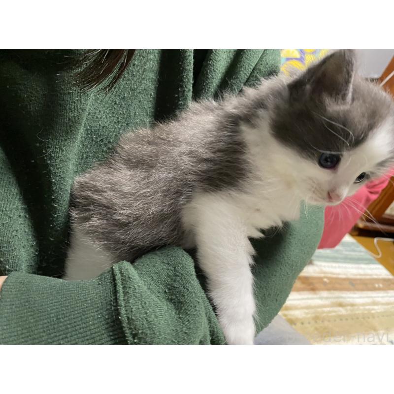 販売中の岡山県のノルウェージャンフォレストキャット-129806の3枚目