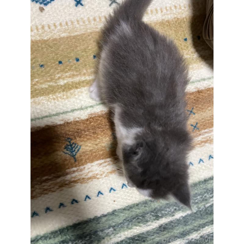 販売中の岡山県のノルウェージャンフォレストキャット-129806の2枚目