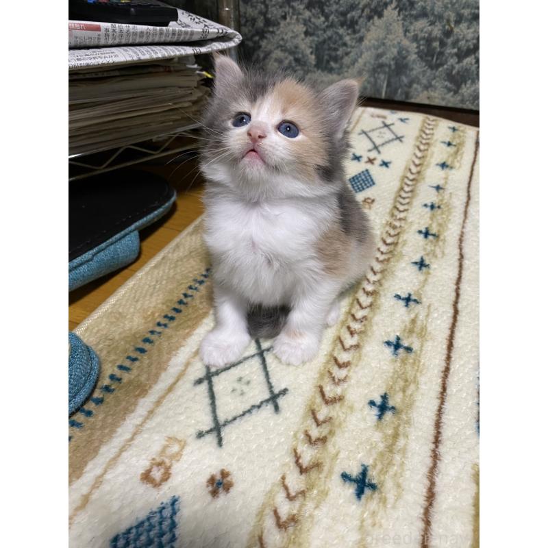 販売中の岡山県のノルウェージャンフォレストキャット-129807の2枚目