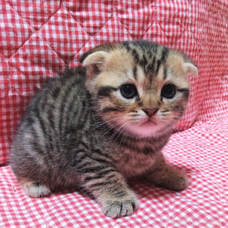 販売中の富山県のスコティッシュフォールド(折れ耳)-129810の1枚目