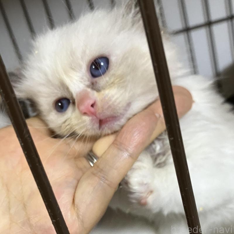 販売中の滋賀県のラグドール-126434の1枚目