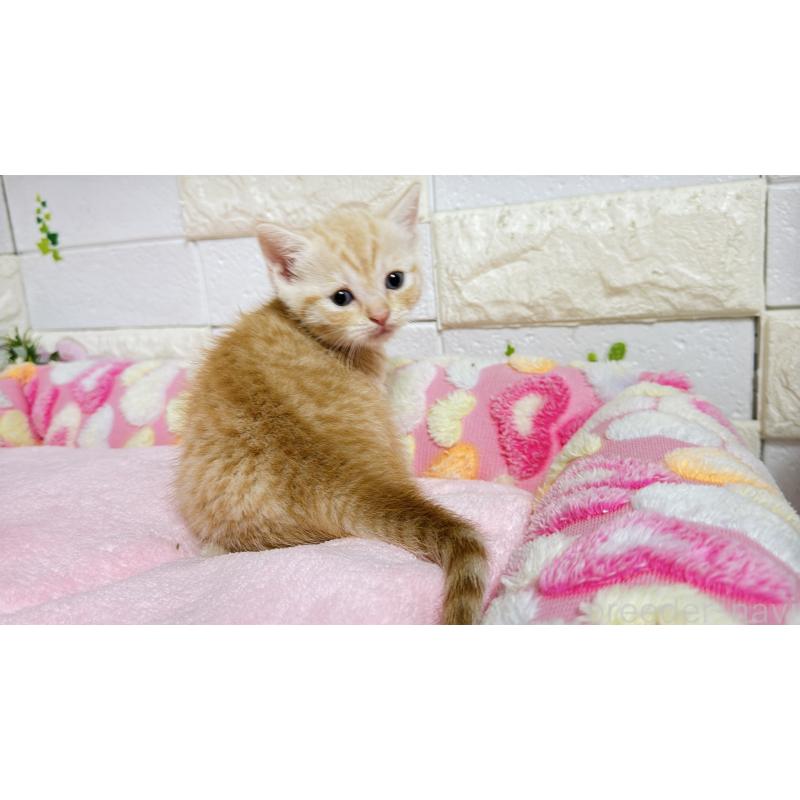 販売中の埼玉県のマンチカン-129815の3枚目