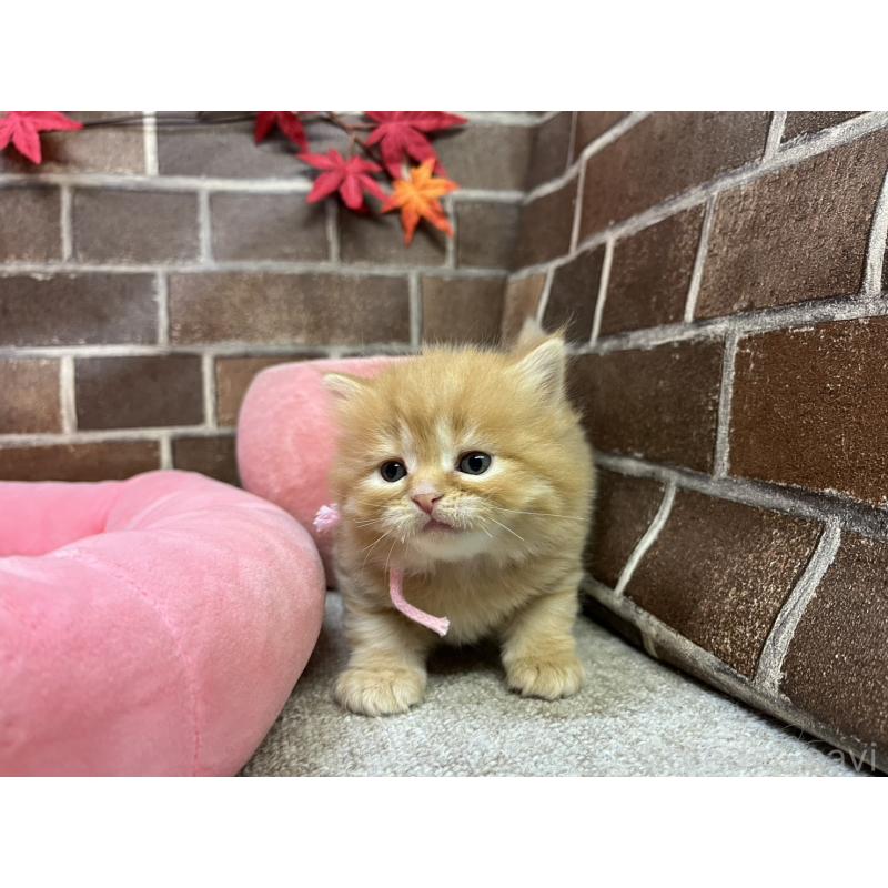 販売中の東京都のスコティッシュフォールド-129823の4枚目