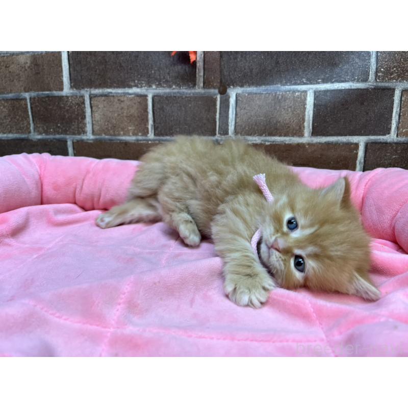販売中の東京都のスコティッシュフォールド-129823の3枚目