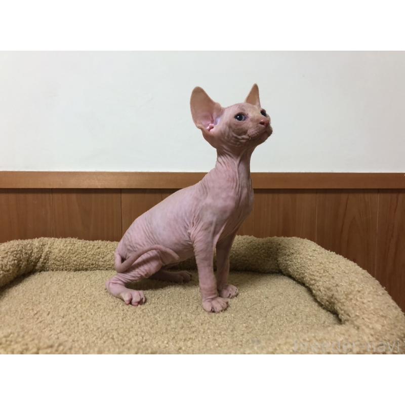 販売中の岐阜県のスフィンクス-129832の6枚目