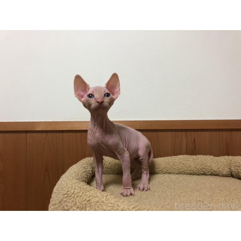 販売中の岐阜県のスフィンクス-129832の3枚目