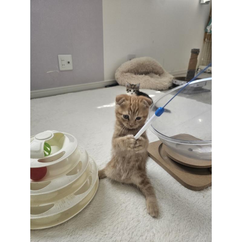 販売中の福岡県のマンチカン-128650の5枚目