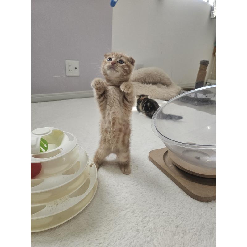 販売中の福岡県のマンチカン-128650の4枚目