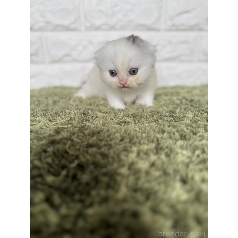 販売中の埼玉県のスコティッシュフォールド(折れ耳)-129840の2枚目