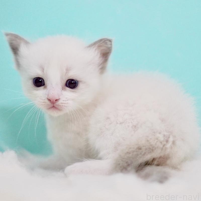 販売中の東京都のラグドール-129842の6枚目