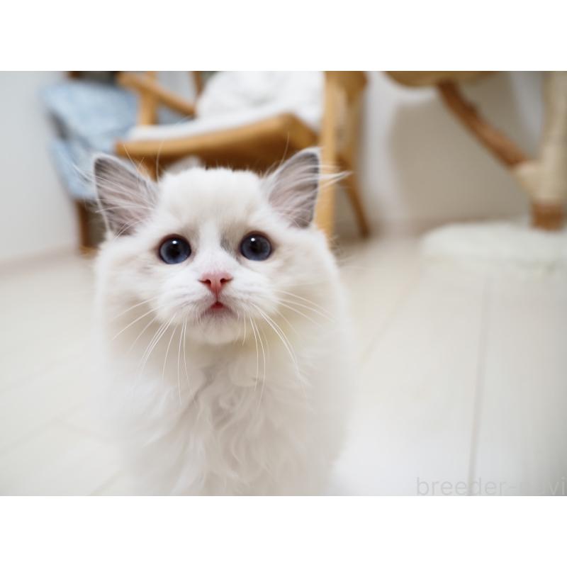 成約済の埼玉県のラグドール-128889の10枚目