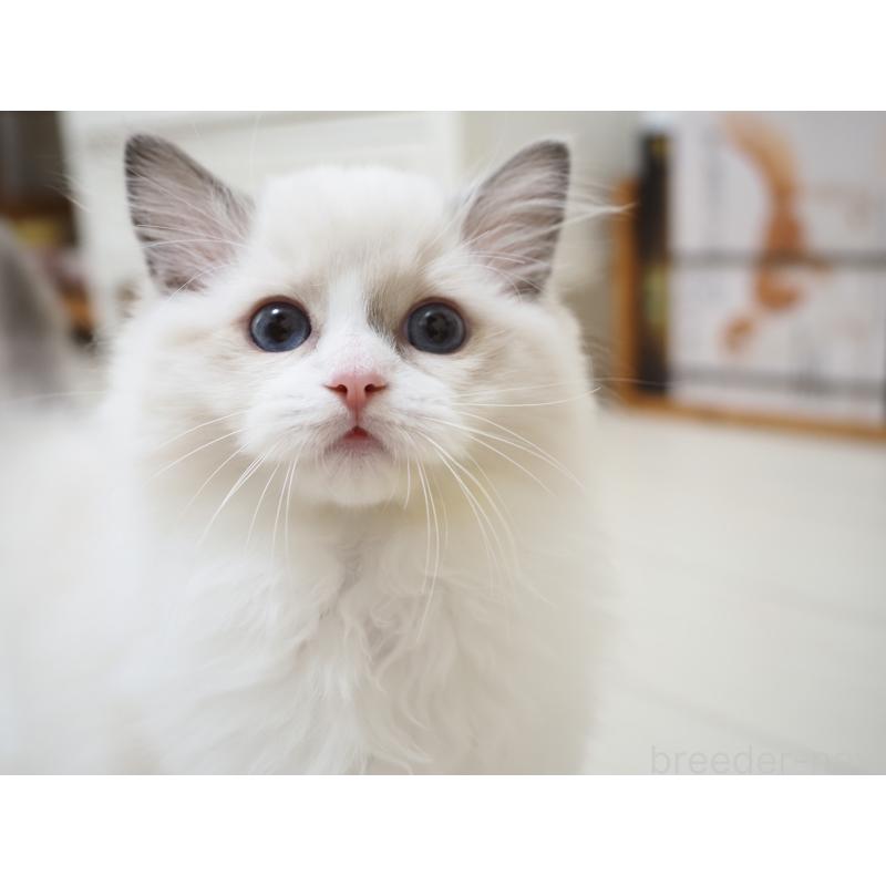 成約済の埼玉県のラグドール-128889の9枚目