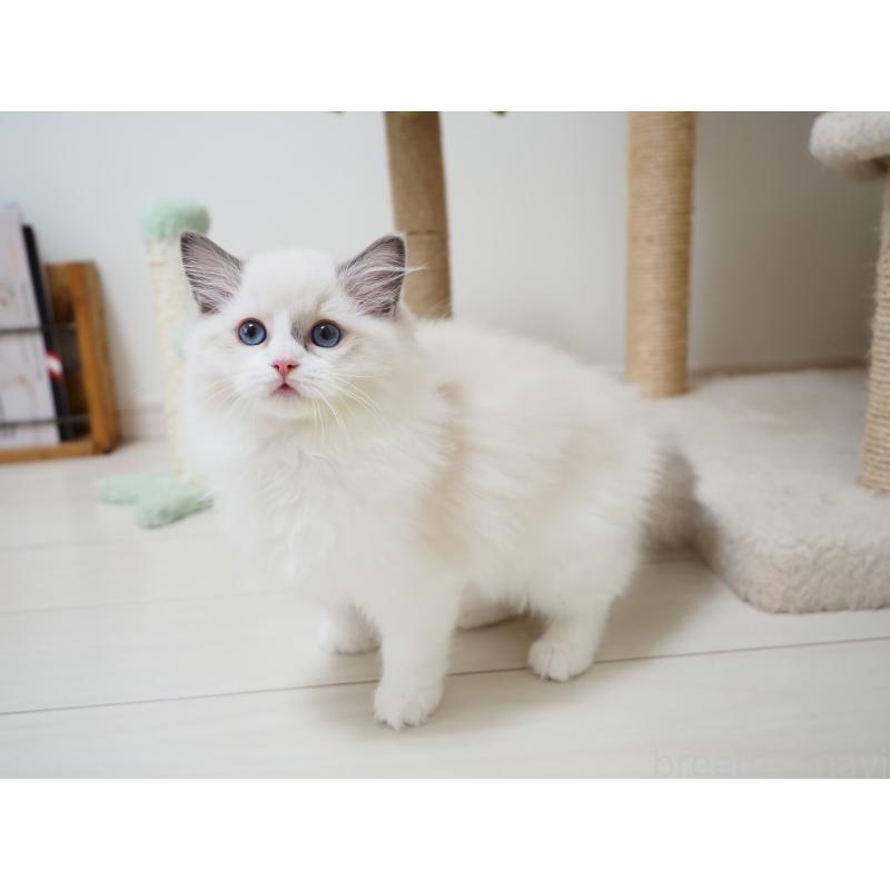 成約済の埼玉県のラグドール-128889の7枚目