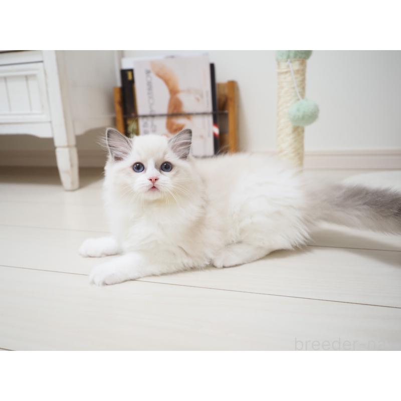 成約済の埼玉県のラグドール-128889の6枚目