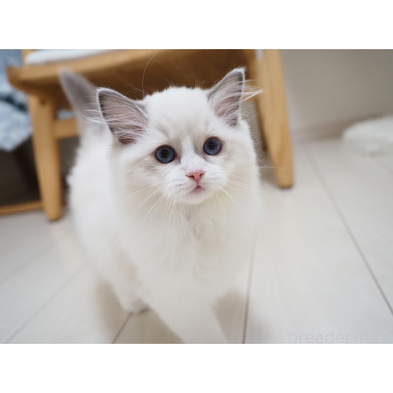 成約済の埼玉県のラグドール-128889の4枚目