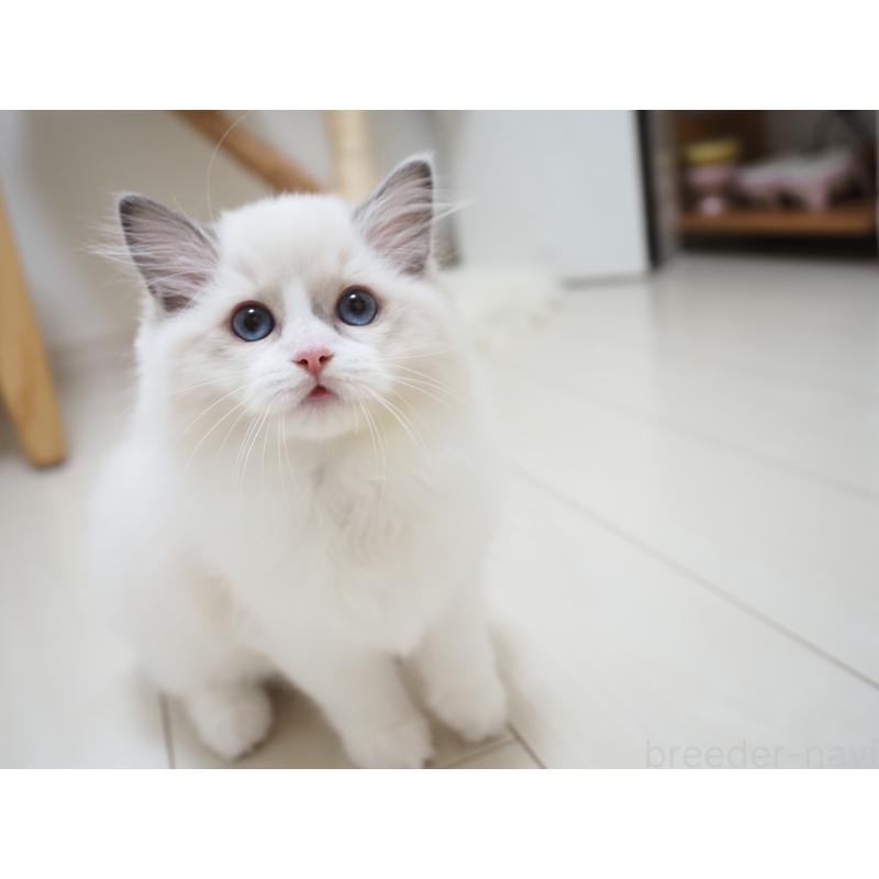 成約済の埼玉県のラグドール-128889の3枚目