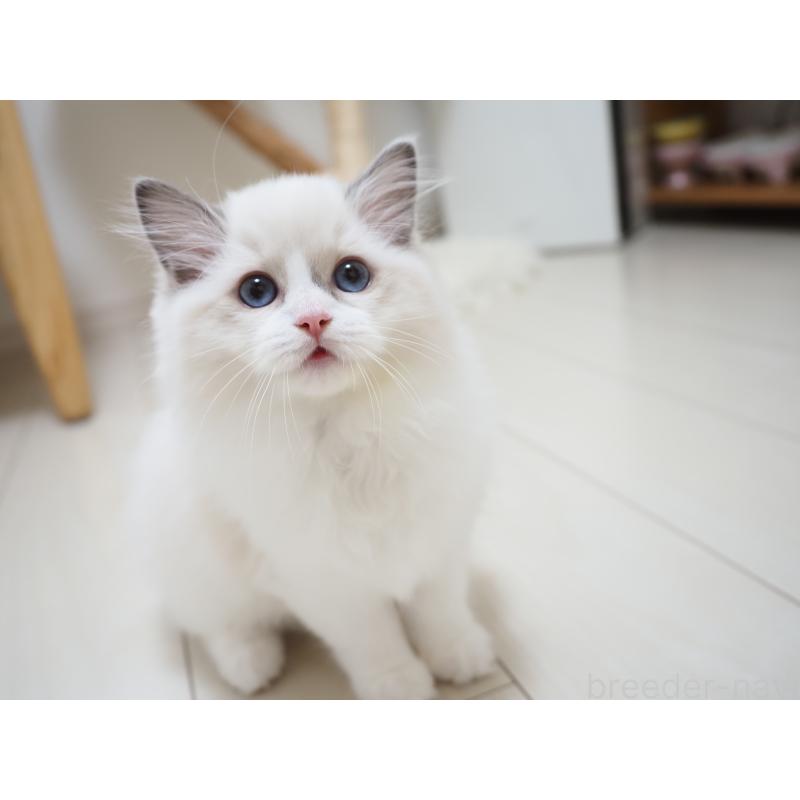 成約済の埼玉県のラグドール-128889の2枚目