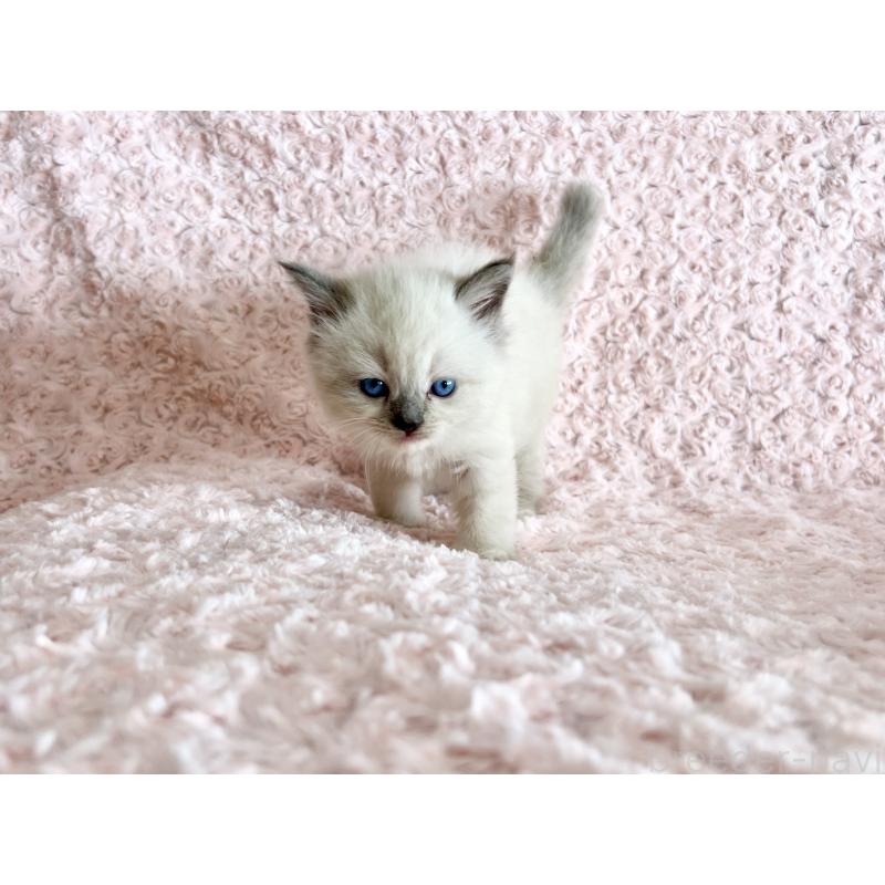 販売中の山口県のラガマフィン-129846の4枚目