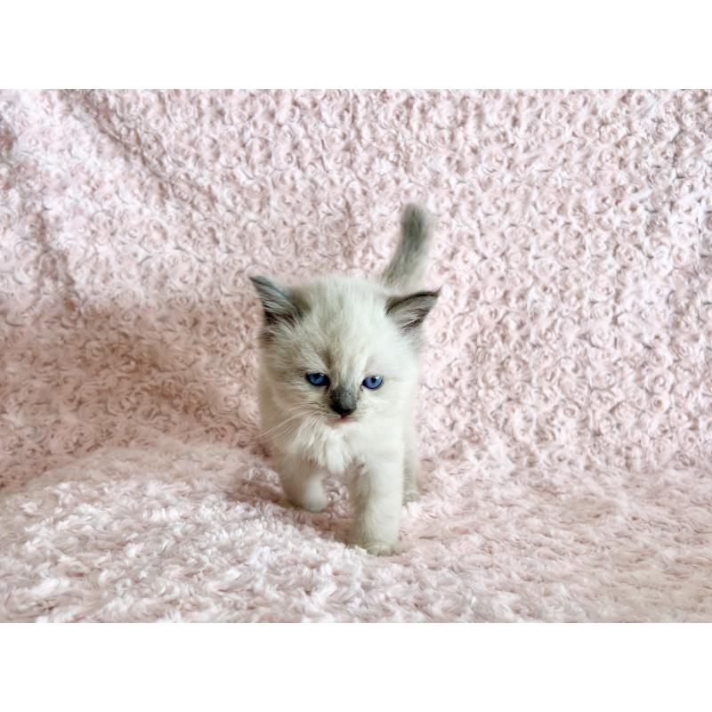 販売中の山口県のラガマフィン-129846の3枚目