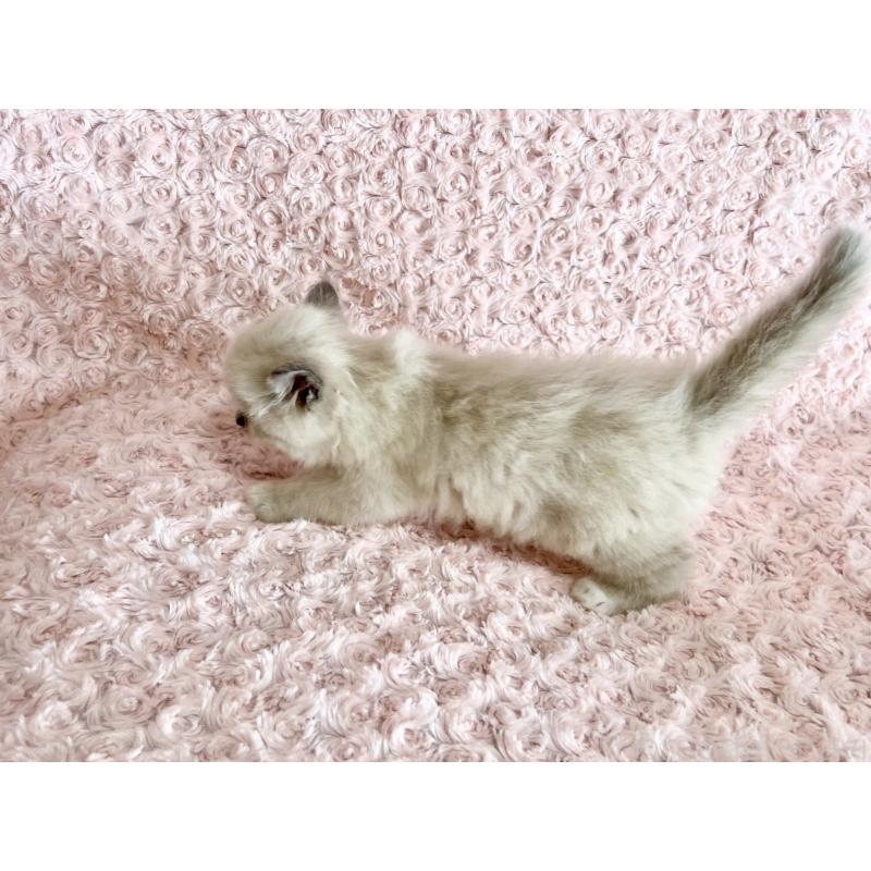 販売中の山口県のラガマフィン-129846の2枚目