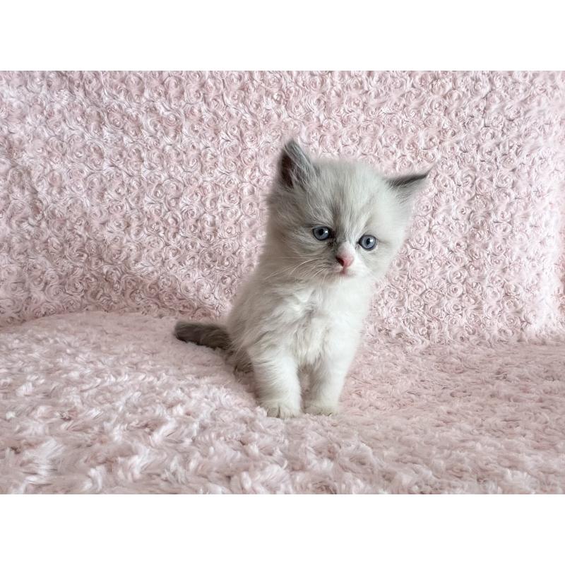 販売中の山口県のラガマフィン-129847の4枚目