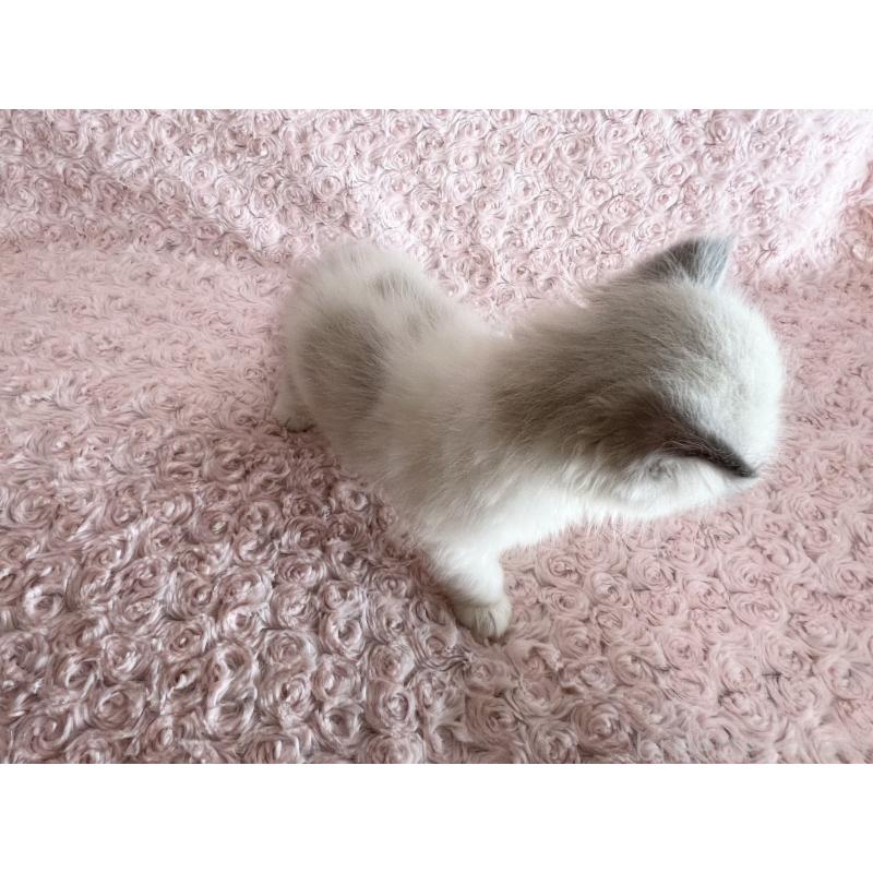 販売中の山口県のラガマフィン-129847の3枚目