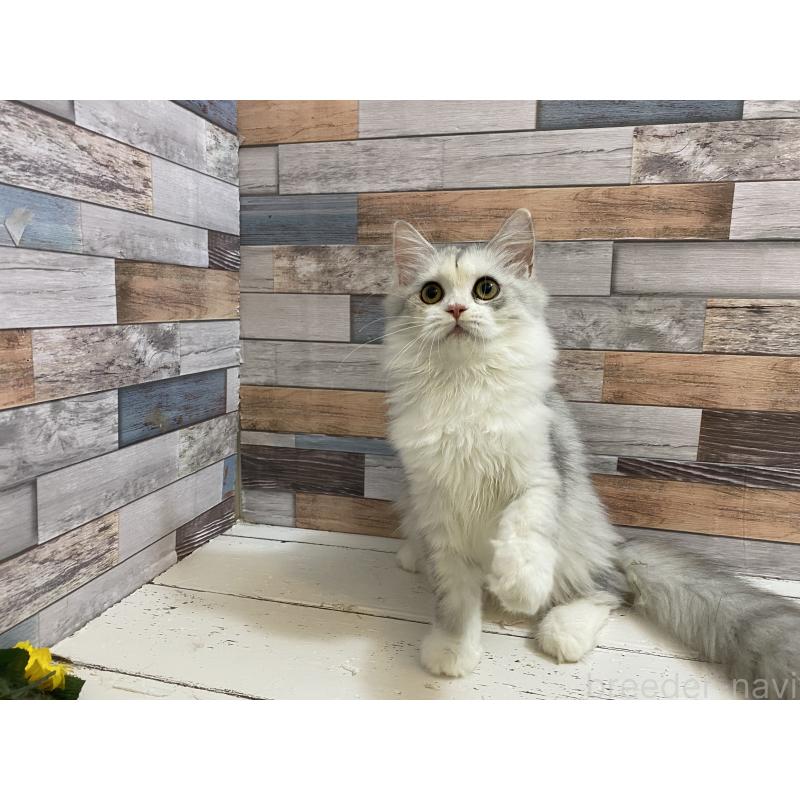 販売中の大阪府のミックス-124019の3枚目