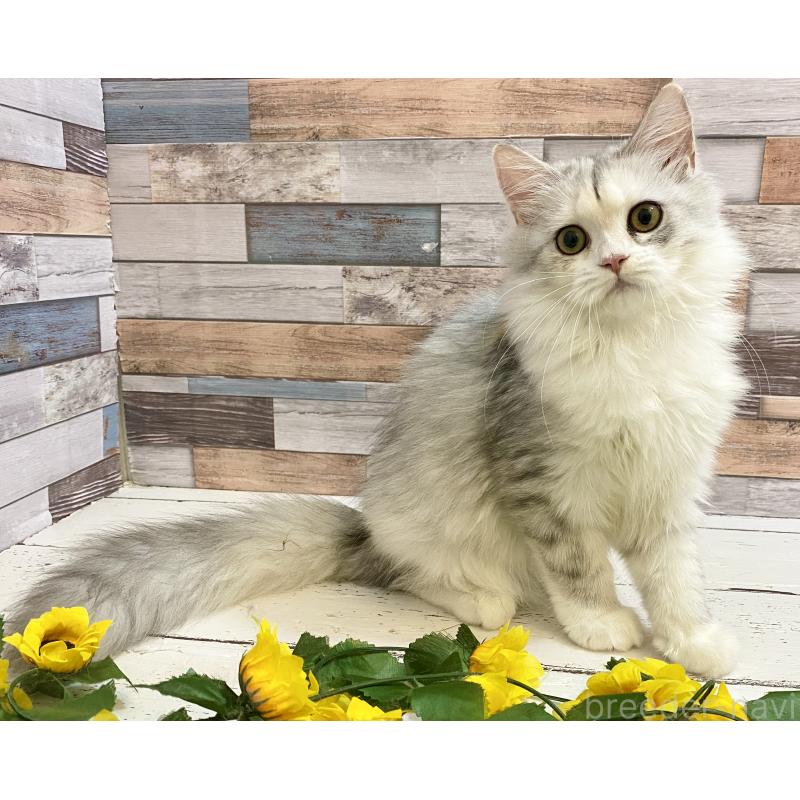 販売中の大阪府のミックス-124019の2枚目