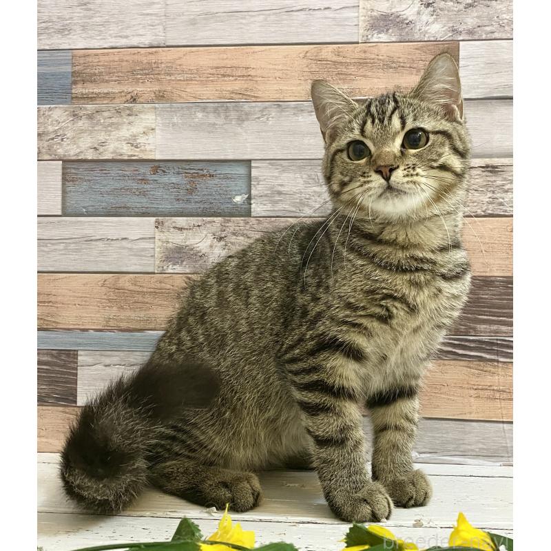 販売中の大阪府のミックス-123250の5枚目