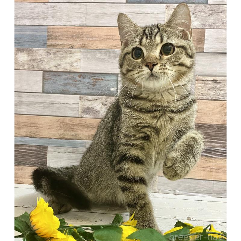 販売中の大阪府のミックス-123250の4枚目