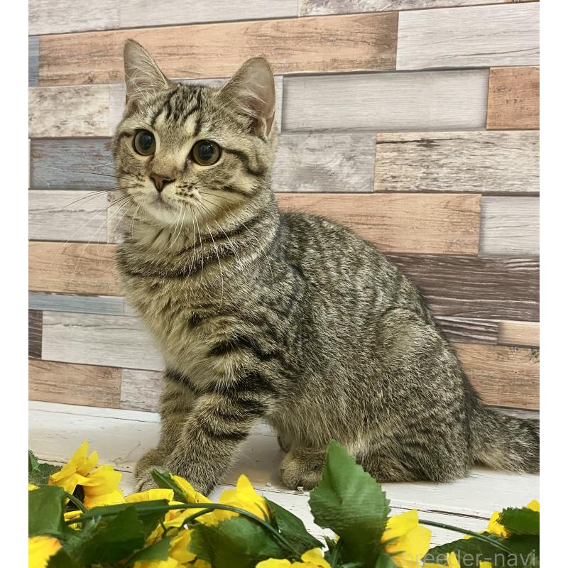 販売中の大阪府のミックス-123250の3枚目