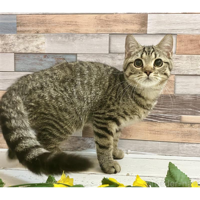 販売中の大阪府のミックス-123250の2枚目