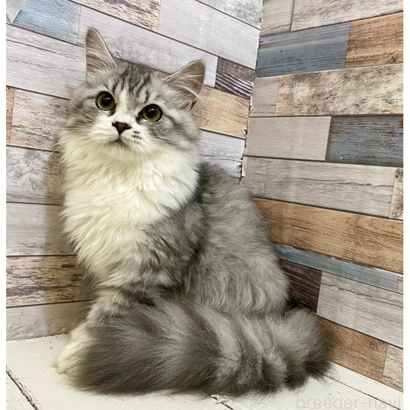 販売中の大阪府のミックス-123251の5枚目